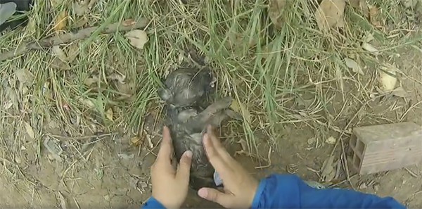 7 phút hồi sinh chó con đuối nước của chàng trai miền Tây - Ảnh 3. 7 phút hồi sinh chó con đuối nước của chàng trai miền Tây - Ảnh 3.