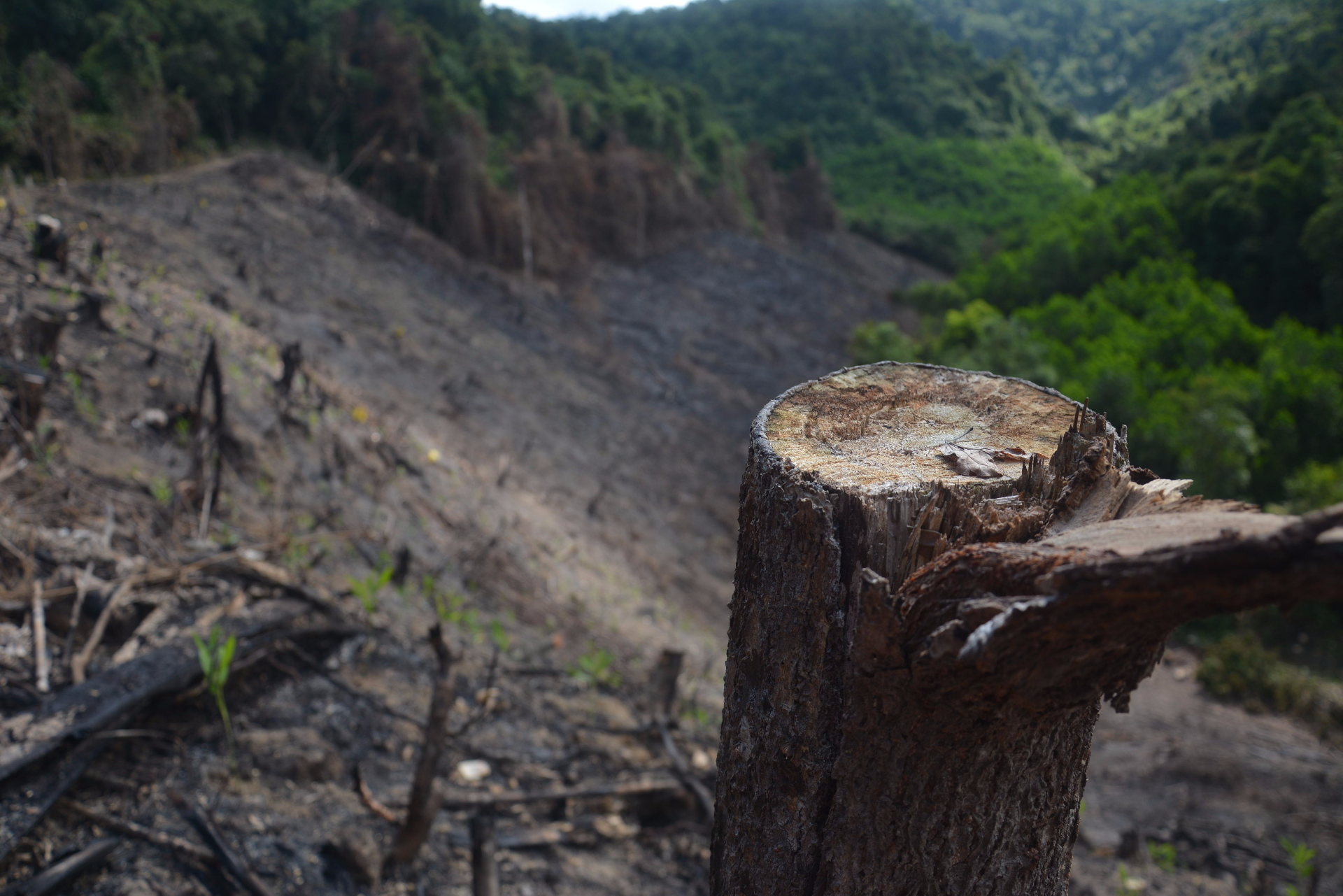 Sau dự án nuôi rừng là... phá rừng - Ảnh 1. Sau dự án nuôi rừng là... phá rừng - Ảnh 1.