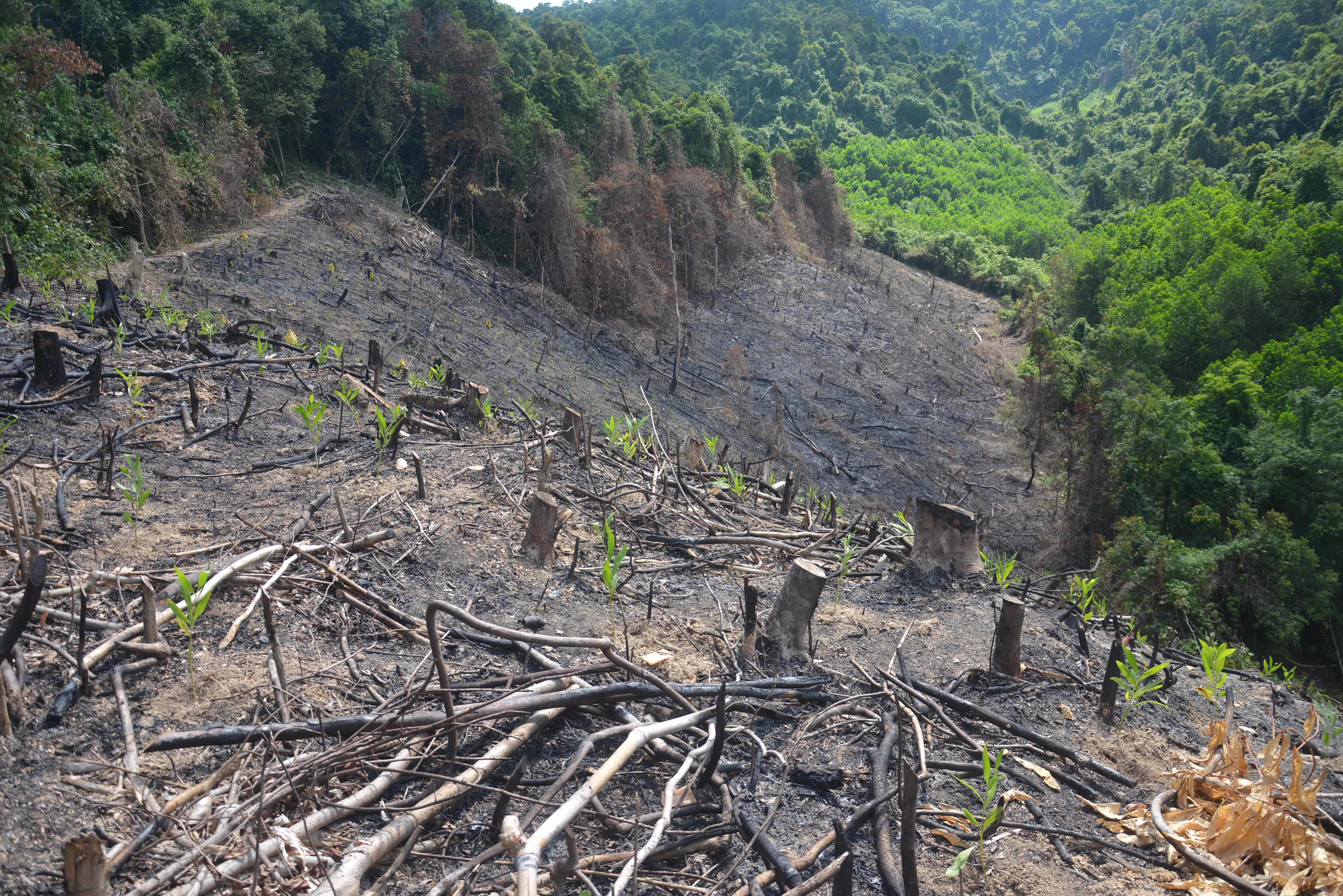 Sau dự án nuôi rừng là... phá rừng - Ảnh 3. Sau dự án nuôi rừng là... phá rừng - Ảnh 3.