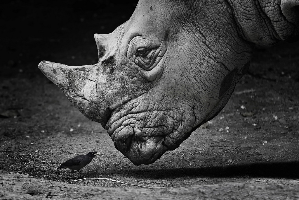 Nhiếp ảnh gia Latvia đoạt 5 huy chương thi ảnh nghệ thuật ở VN - Ảnh 6. Nhiếp ảnh gia Latvia đoạt 5 huy chương thi ảnh nghệ thuật ở VN - Ảnh 6.