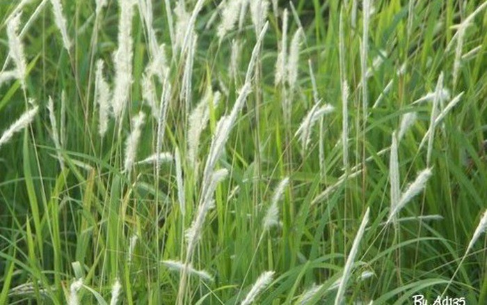 Rễ cỏ tranh hỗ trợ điều trị viêm thận cấp - Ảnh 1.