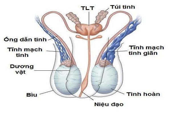 Giãn tĩnh mạch tinh ở tuổi thiếu niên - Ảnh 1. Giãn tĩnh mạch tinh ở tuổi thiếu niên - Ảnh 1.