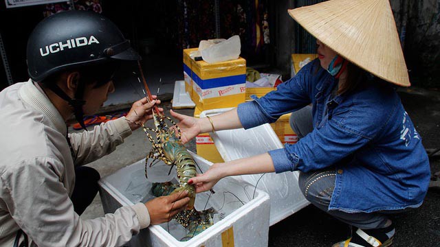 Làm gì để hạn chế rủi ro cho người nuôi tôm hùm? - Ảnh 1. Làm gì để hạn chế rủi ro cho người nuôi tôm hùm? - Ảnh 1.