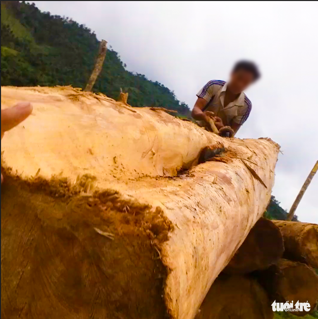 Tan nát rừng đầu nguồn: Cận cảnh rừng phòng hộ bị phá - Ảnh 9. Tan nát rừng đầu nguồn: Cận cảnh rừng phòng hộ bị phá - Ảnh 9.