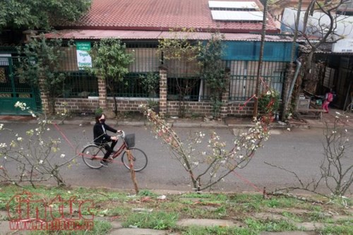 Hoa lê trắng giữa mùa xuân Hà Nội - Ảnh 6. Hoa lê trắng giữa mùa xuân Hà Nội - Ảnh 6.