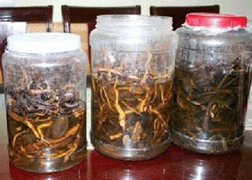 Không ngâm, sử dụng rượu từ rễ cây rừng chưa rõ nguồn gốc - Ảnh 1. Không ngâm, sử dụng rượu từ rễ cây rừng chưa rõ nguồn gốc - Ảnh 1.