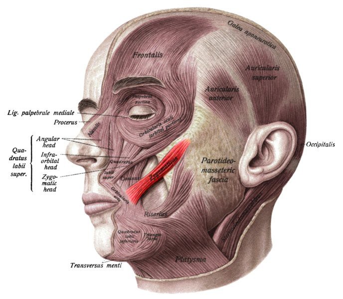 Vì sao con người có má lúm đồng tiền? - Ảnh 2.