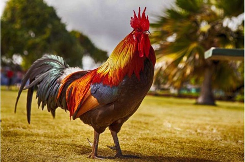Luật chơi Đá gà cựa dao cần biết