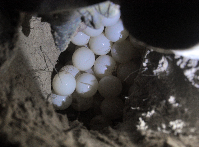 Điều tra dấu hiệu lọt tội vụ trộm trứng vích tại Côn Đảo - Ảnh 2.