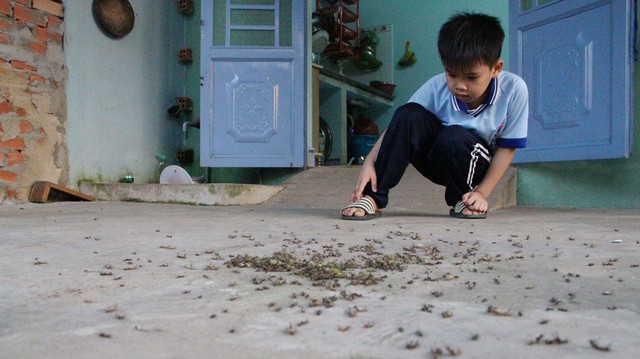 Hàng ngàn con sâu lạ bò vào nhà dân ở Bình Dương - Ảnh 3. Hàng ngàn con sâu lạ bò vào nhà dân ở Bình Dương - Ảnh 3.