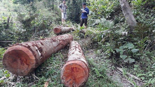 Hàng loạt lãnh đạo xã tham gia phát rừng trồng keo - Ảnh 1. Hàng loạt lãnh đạo xã tham gia phát rừng trồng keo - Ảnh 1.