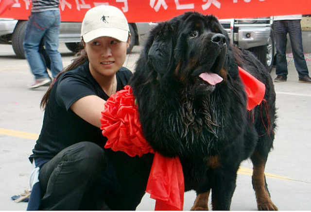 Kinh hoàng với bầy chó ngao Tây Tạng thả rông ở Trung Quốc - Ảnh 3.
