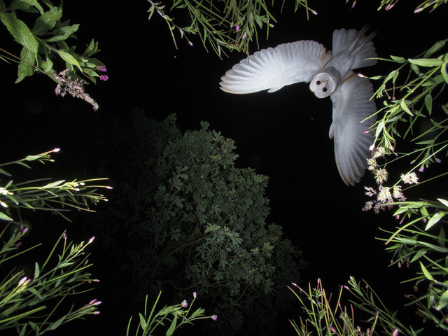 Ngắm thế giới chim chóc kỳ thú đoạt giải ảnh quốc tế - Ảnh 17.