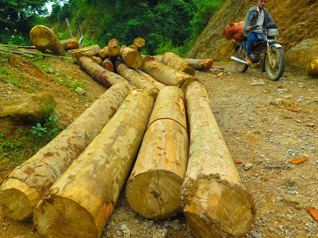Làm rõ trách nhiệm hạt kiểm lâm, ban quản lý rừng phòng hộ - Ảnh 2. Làm rõ trách nhiệm hạt kiểm lâm, ban quản lý rừng phòng hộ - Ảnh 2.