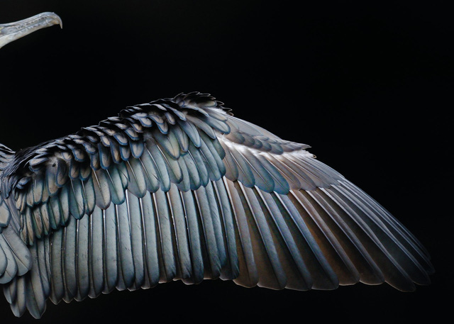 Ngắm thế giới chim chóc kỳ thú đoạt giải ảnh quốc tế - Ảnh 7.