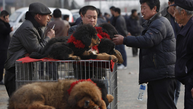 Kinh hoàng với bầy chó ngao Tây Tạng thả rông ở Trung Quốc - Ảnh 4.