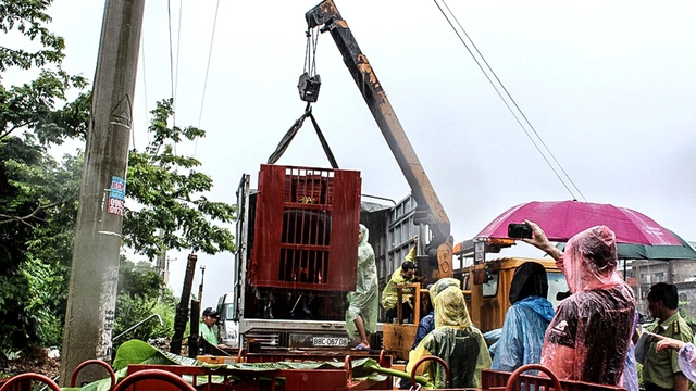 Hồi sinh những chú gấu bị nuôi nhốt lấy mật - Ảnh 8. Hồi sinh những chú gấu bị nuôi nhốt lấy mật - Ảnh 8.