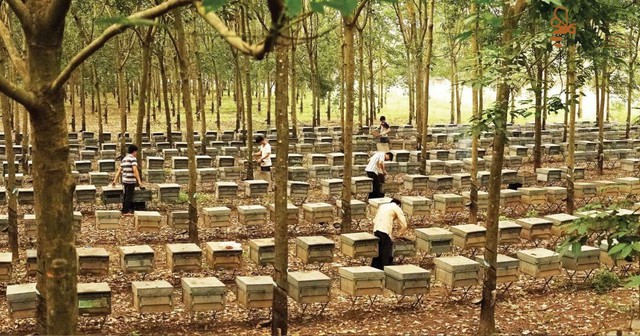 EU - thị trường đầy tiềm năng cho mật ong Việt - Ảnh 1. EU - thị trường đầy tiềm năng cho mật ong Việt - Ảnh 1.