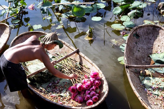Hà Nội xây dựng không gian thưởng thức trà sen - Ảnh 1. Hà Nội xây dựng không gian thưởng thức trà sen - Ảnh 1.