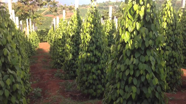 Cần quy hoạch, ổn định diện tích cây hồ tiêu ở Tây Nguyên - Ảnh 1. Cần quy hoạch, ổn định diện tích cây hồ tiêu ở Tây Nguyên - Ảnh 1.