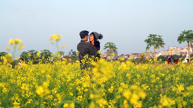 Giới trẻ thủ đô đua nhau đi ngắm cải vàng đầu đông - Ảnh 3. Giới trẻ thủ đô đua nhau đi ngắm cải vàng đầu đông - Ảnh 3.