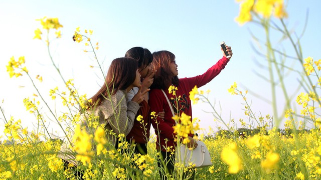 Giới trẻ thủ đô đua nhau đi ngắm cải vàng đầu đông - Ảnh 6. Giới trẻ thủ đô đua nhau đi ngắm cải vàng đầu đông - Ảnh 6.