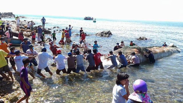 Phát hiện xác cá ông dài hơn 13 mét ngoài biển Nam Du - Ảnh 3. Phát hiện xác cá ông dài hơn 13 mét ngoài biển Nam Du - Ảnh 3.