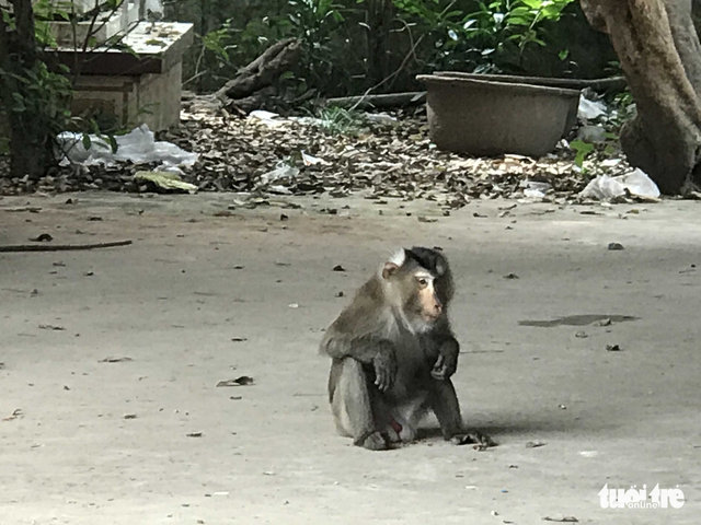Chú khỉ đuôi lợn kiểm lâm trị không nổi đã bị chó cắn chết - Ảnh 1. Chú khỉ đuôi lợn kiểm lâm trị không nổi đã bị chó cắn chết - Ảnh 1.