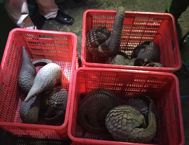 Phát hiện hai căn nhà chứa đầy khỉ, tê tê, rắn hổ mang... - Ảnh 1. Phát hiện hai căn nhà chứa đầy khỉ, tê tê, rắn hổ mang... - Ảnh 1.