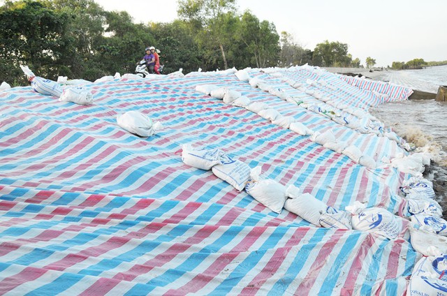 Nghe bão, nhà vườn miền Tây như ngồi trên đống lửa - Ảnh 1. Nghe bão, nhà vườn miền Tây như ngồi trên đống lửa - Ảnh 1.