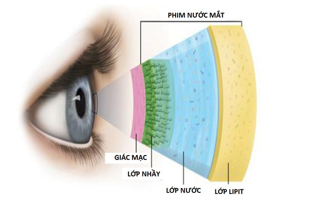 Bí mật nước mắt: Mỗi năm tạo 113 lít, nước giàu khóc nhiều hơn - Ảnh 2. Bí mật nước mắt: Mỗi năm tạo 113 lít, nước giàu khóc nhiều hơn - Ảnh 2.