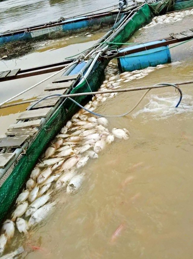 Hàng trăm tấn cá chết trên sông Krông Nô do bão số 12 - Ảnh 3. Hàng trăm tấn cá chết trên sông Krông Nô do bão số 12 - Ảnh 3.