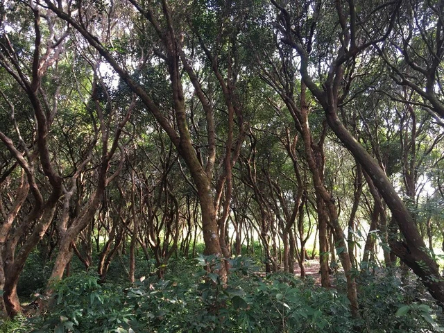 Mô hình nào để Vân Đồn thành đặc khu kinh tế? - Ảnh 1. Mô hình nào để Vân Đồn thành đặc khu kinh tế? - Ảnh 1.