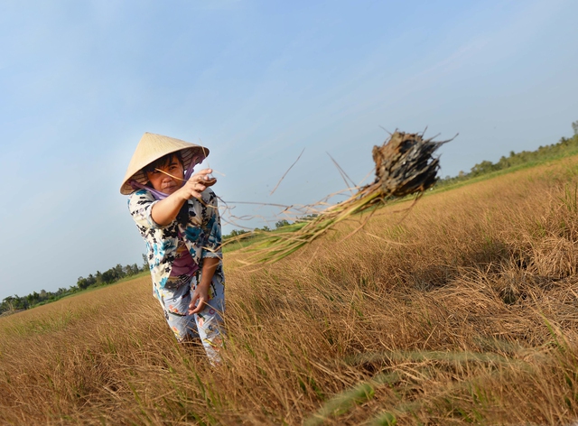 3 thách thức đối phó biến đổi khí hậu ĐBSCL - Ảnh 2. 3 thách thức đối phó biến đổi khí hậu ĐBSCL - Ảnh 2.