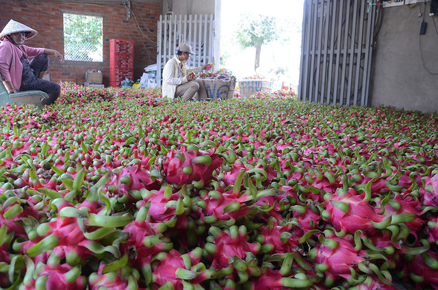 Sau 9 năm đàm phán, thanh long Việt Nam lần đầu sang Úc - Ảnh 2.