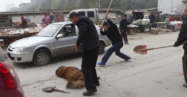 Kinh hoàng với bầy chó ngao Tây Tạng thả rông ở Trung Quốc - Ảnh 1.
