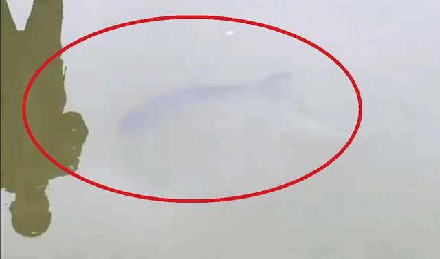 Cả trăm người đi xem một con cá ‘nổi lên lại chìm xuống’ - Ảnh 2. Cả trăm người đi xem một con cá ‘nổi lên lại chìm xuống’ - Ảnh 2.