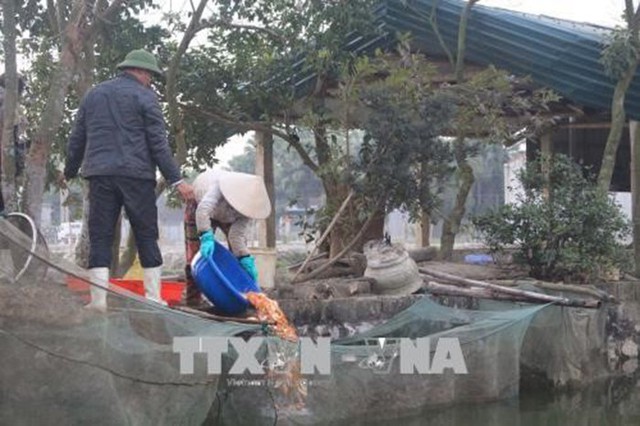 Làng nghề nuôi cá chép “cõng” ông Công, ông Táo bội thu - Ảnh 1. Làng nghề nuôi cá chép “cõng” ông Công, ông Táo bội thu - Ảnh 1.
