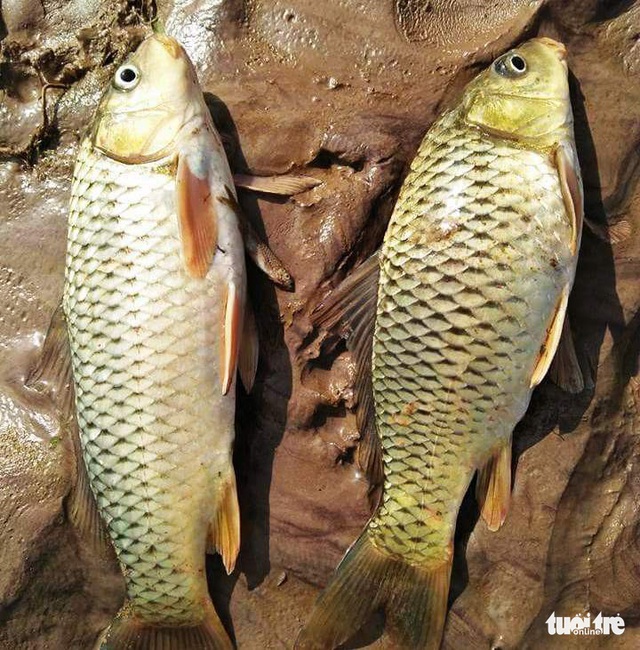 Đập hồ chứa thải nhà máy vàng ở Bồng Miêu có bị vỡ - Ảnh 3. Đập hồ chứa thải nhà máy vàng ở Bồng Miêu có bị vỡ - Ảnh 3.