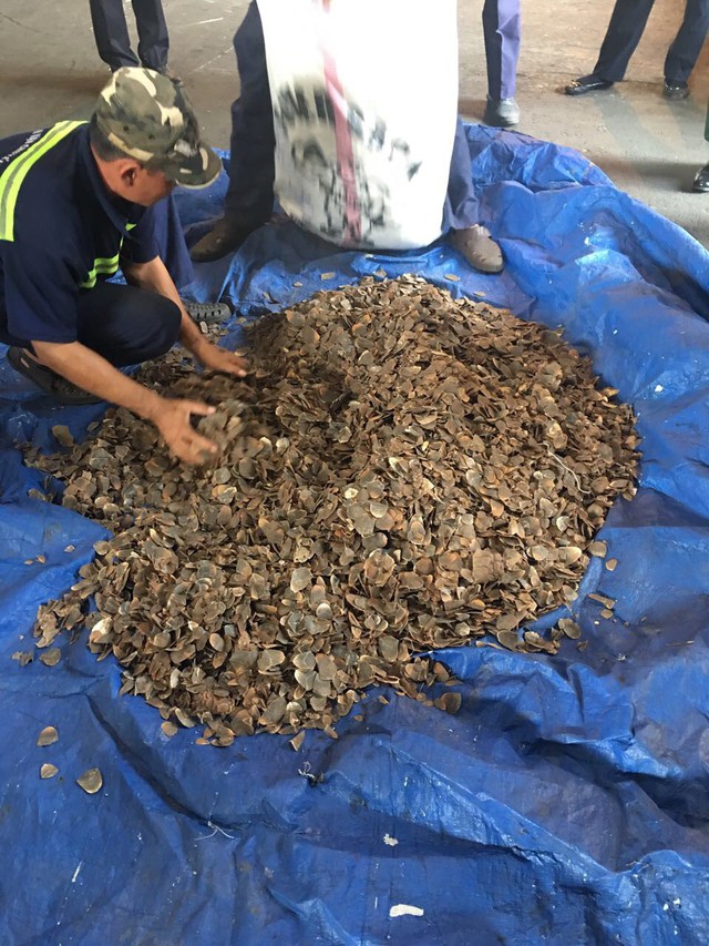 Trong lô hàng hạt điều có 3,3 tấn vảy tê tê - Ảnh 2. Trong lô hàng hạt điều có 3,3 tấn vảy tê tê - Ảnh 2.