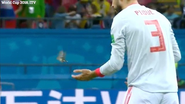 Sao Tây Ban Nha được tôn vinh tại World Cup vì… cứu chú chim - Ảnh 1. Sao Tây Ban Nha được tôn vinh tại World Cup vì… cứu chú chim - Ảnh 1.