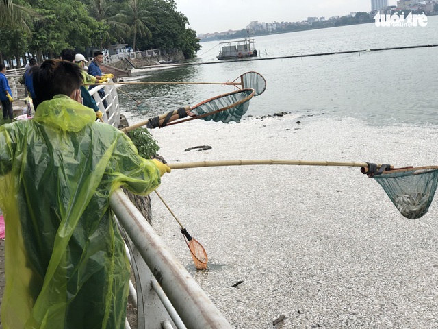 Cá chết ở hồ Tây Hà Nội đã lên tới hàng chục tấn - Ảnh 1. Cá chết ở hồ Tây Hà Nội đã lên tới hàng chục tấn - Ảnh 1.