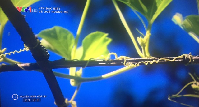 VTV Đặc biệt hé mở số phận đau thương của con lai Việt - Pháp - Ảnh 6. VTV Đặc biệt hé mở số phận đau thương của con lai Việt - Pháp - Ảnh 6.