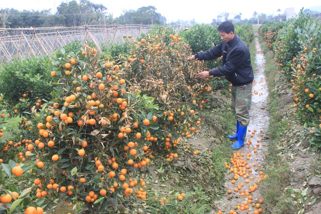 Hơn 400 cây quất tết chết nghi bị phun thuốc diệt cỏ - Ảnh 2. Hơn 400 cây quất tết chết nghi bị phun thuốc diệt cỏ - Ảnh 2.