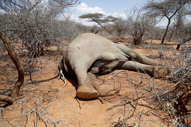 Hạn hán khiến nhiều loài động vật hoang dã chết hàng loạt tại Kenya - Tuổi  Tr?Online