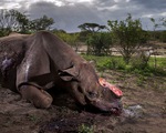 Ảnh tê giác đen bị cưa sừng thắng giải ảnh quốc tế 2017