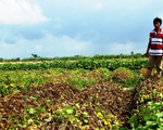 Nhiều ruộng khoai lang ở Vĩnh Long bị phun thuốc diệt cỏ phá hoại