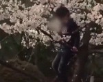 Du khách Trung Quốc trèo cây, lắc hoa anh đào để chụp ảnh