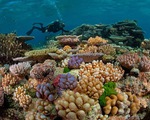 Videographic 50 san hô biến mất trong 30 năm đe doạ cuộc sống con người