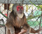 Thả khỉ mặt đỏ quý hiếm về tự nhiên sau 17 năm nuôi nhốt